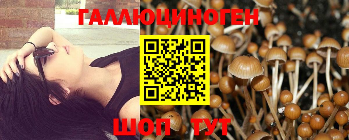 Псилоцибиновые грибы Psilocybe Киров